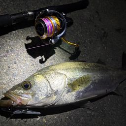 フッコ（マルスズキ）