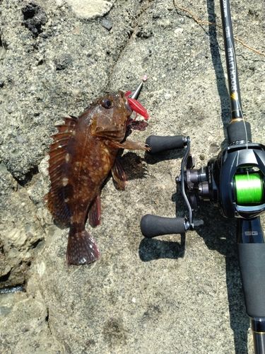 カサゴの釣果