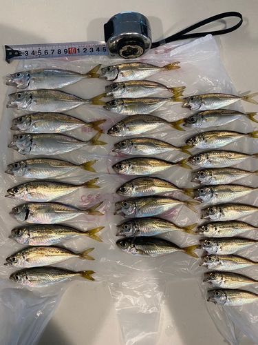 アジの釣果