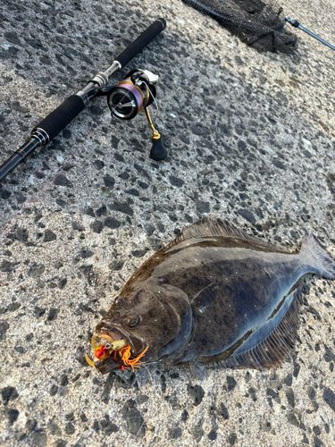 ヒラメの釣果