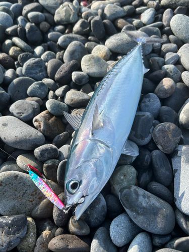 ソウダガツオの釣果