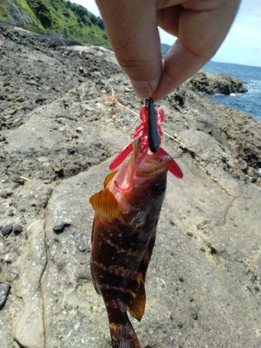 キジハタの釣果