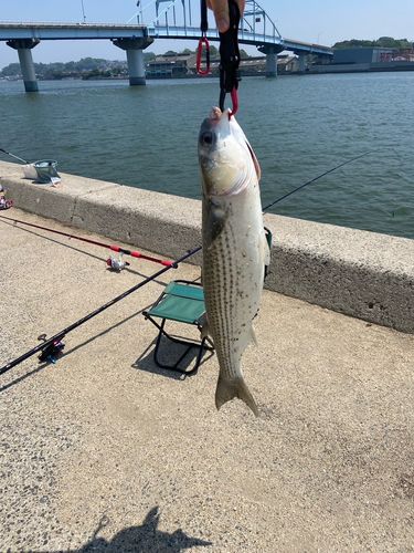 ボラの釣果