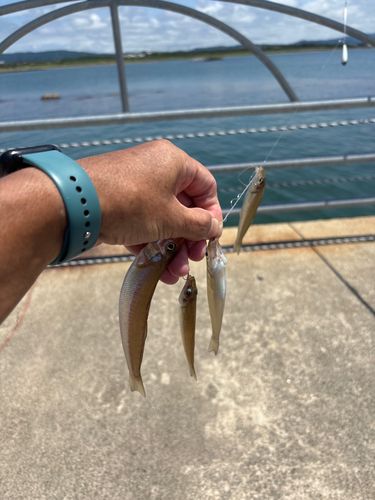 キスの釣果