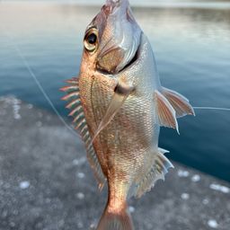 タイ