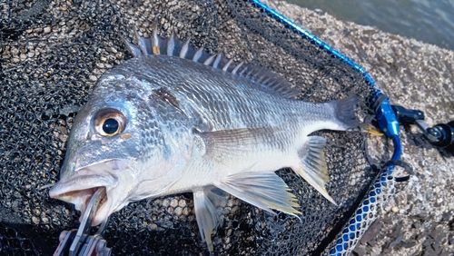 キビレの釣果