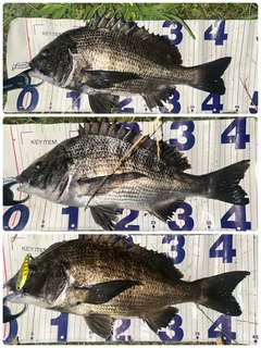 クロダイの釣果