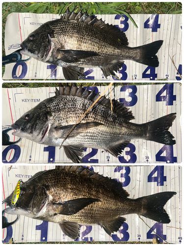 クロダイの釣果