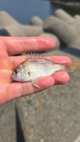 チャリコの釣果