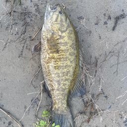 スモールマウスバス