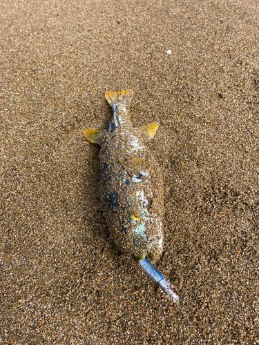 シマフグの釣果