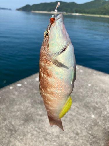 キュウセン
