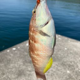 キュウセン