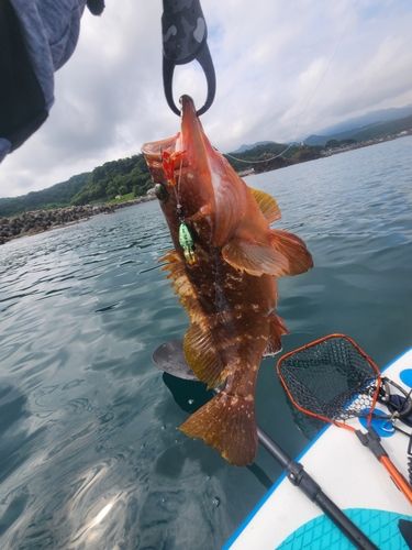 キジハタの釣果