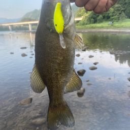 スモールマウスバス