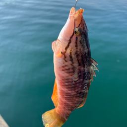 アカササノハベラ