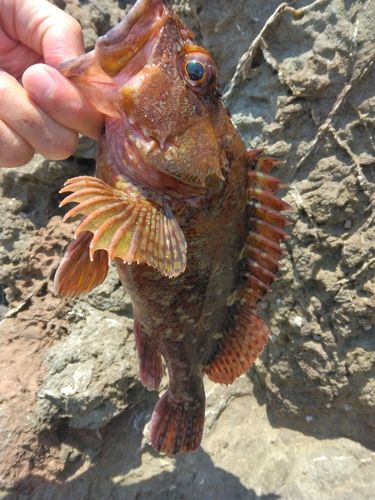 カサゴの釣果