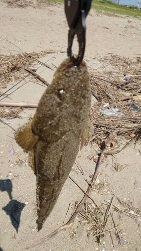 マゴチの釣果