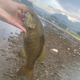 スモールマウスバス