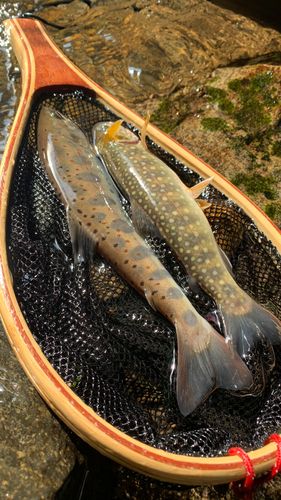 イワナの釣果