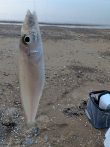 キスの釣果