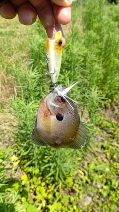 ブルーギルの釣果