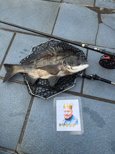 クロダイの釣果