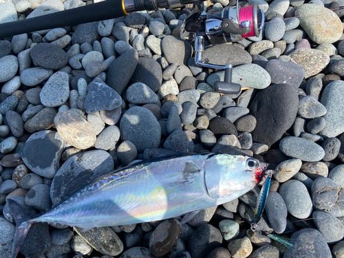 ソウダガツオの釣果