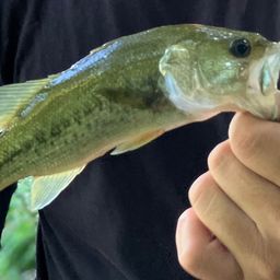 スモールマウスバス