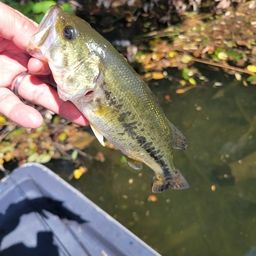 ラージマウスバス