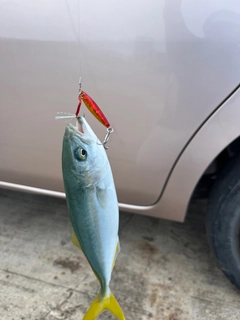 ヤズの釣果