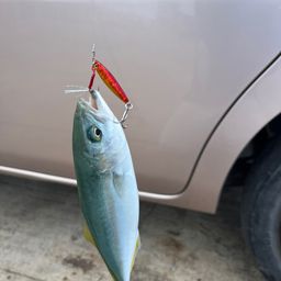 ヤズ