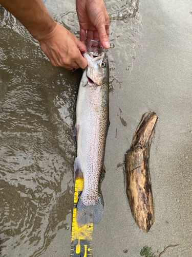 ニジマスの釣果