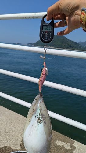 モンゴウイカの釣果