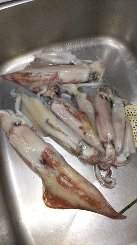 ケンサキイカの釣果