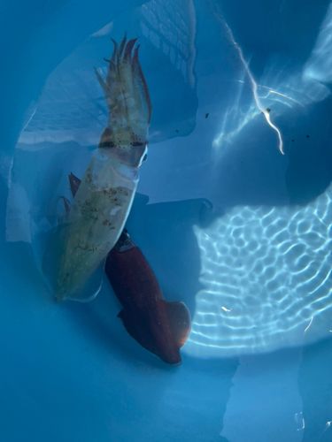 マルイカの釣果