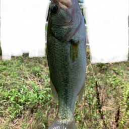 ブラックバス
