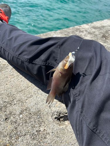 メギスの釣果