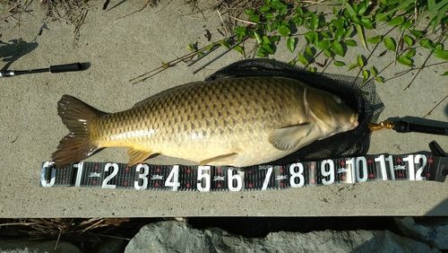 コイの釣果