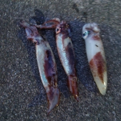 ケンサキイカの釣果