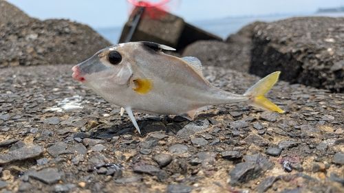 ギマの釣果