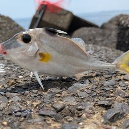 ギマ