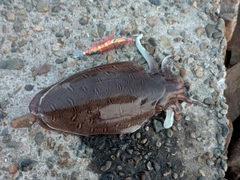 モンゴウイカの釣果