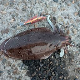 モンゴウイカ