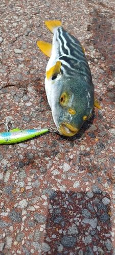 シマフグの釣果