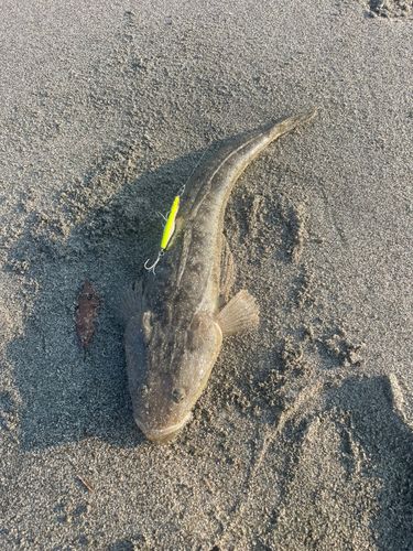 マゴチの釣果
