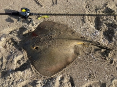 アカエイの釣果