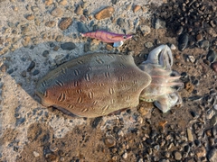 モンゴウイカの釣果
