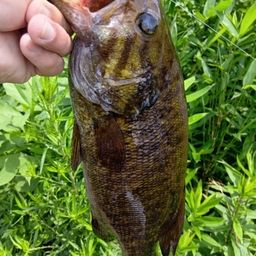 スモールマウスバス