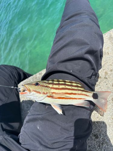 アミメフエダイの釣果